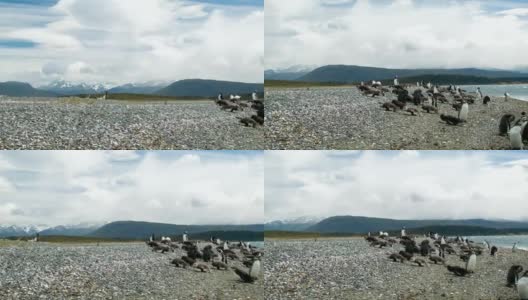 比格尔海峡岸边的麦哲伦企鹅聚居地高清在线视频素材下载