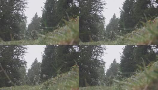 森林中的第一场雪高清在线视频素材下载