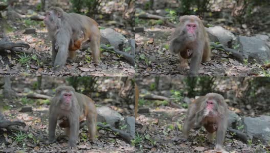 日常生活的野生猕猴雌猴和幼猴高清在线视频素材下载