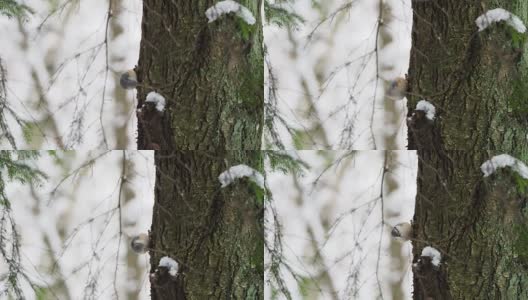 欧亚胡桃或木胡桃木将食物藏在树皮中。冬天森林里五颜六色的鸟高清在线视频素材下载