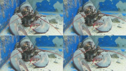 水族馆中的欧洲龙虾(科孚岛)高清在线视频素材下载