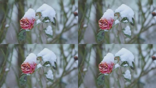 雪花落在玫瑰花上高清在线视频素材下载