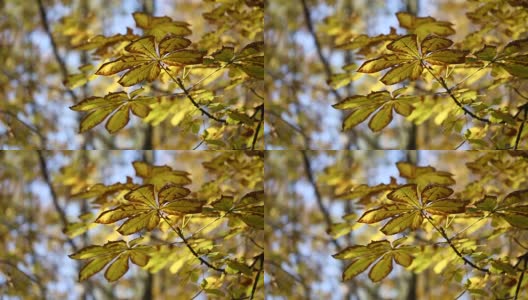 美丽的秋叶季节高清在线视频素材下载