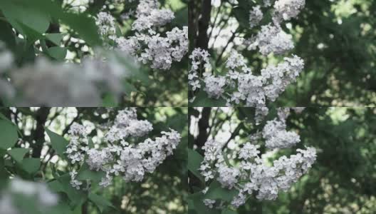 灌木丛上丁香花的近距离开花的枝。缓慢的全景视频。柔焦和美丽的散焦，全高清视频，240fps, 1080p。高清在线视频素材下载