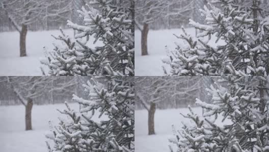 雪落在冬天公园的树上。降雪。雪覆盖了树。暴风雪。被雪覆盖的树。慢镜头降雪高清在线视频素材下载