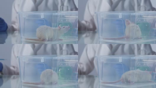 科学家观察实验大鼠检查注射样本的行为高清在线视频素材下载