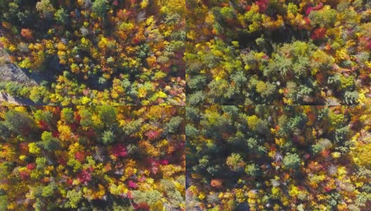 加拿大安大略省秋天的树林上方高清在线视频素材下载