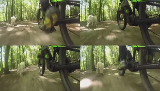 特写:在阳光明媚的森林里，白色的狗沿着骑着电动自行车的人奔跑高清在线视频素材下载