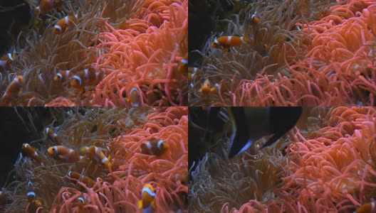 小丑鱼在海葵的触须中游动高清在线视频素材下载