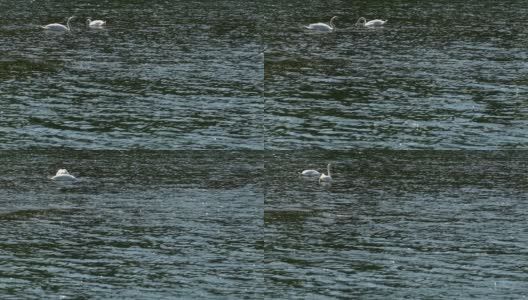 一对白色的野生天鹅在阳光明媚的森林湖中游泳和捕鱼高清在线视频素材下载