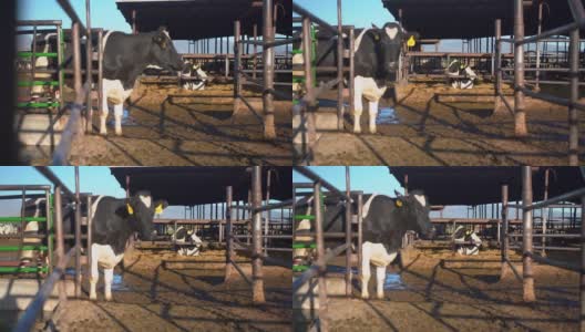 奶牛站在牧场的围栏里高清在线视频素材下载