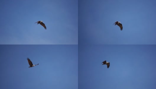 猛禽在湛蓝的天空中飞翔。高清在线视频素材下载