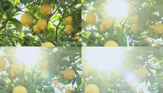 取一个细节柠檬树与成熟的黄色柠檬日落与太阳反射。高清在线视频素材下载
