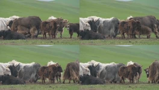 亚洲草原上的一群长毛牦牛高清在线视频素材下载