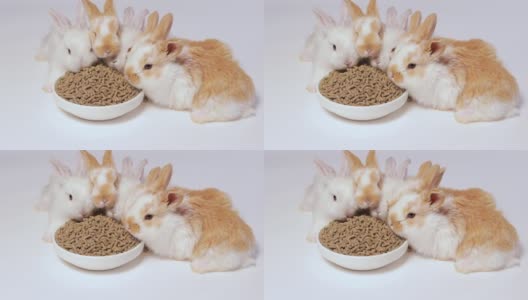 可爱的姜兔子在白色的背景上吃配合饲料。兔子的食物。平衡的宠物食品。不错的宠物视频，很多食物高清在线视频素材下载