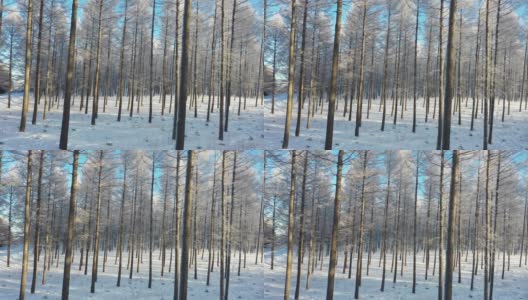 被雪覆盖的森林的实时/航拍图像高清在线视频素材下载