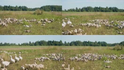 一群可爱的小白鹅在阳光明媚的夏日乡村风景中欢快地漫步。高收益的效果。4 k的决议高清在线视频素材下载