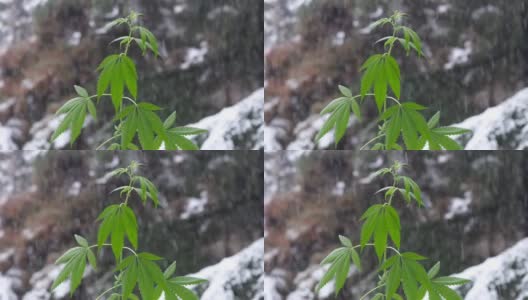 医用大麻植物。模糊的雪花背景上的一株小大麻植物。早春大麻的小芽高清在线视频素材下载