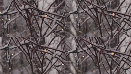 白雪覆盖的树枝上的仙女灯高清在线视频素材下载