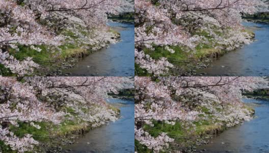 樱花、樱花都盛开在日本的春江两岸高清在线视频素材下载