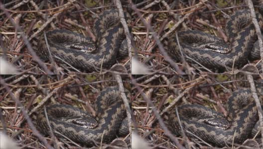 一种常见的欧洲蝰蛇，在春季中期活动于干燥的灌木和小枝上高清在线视频素材下载