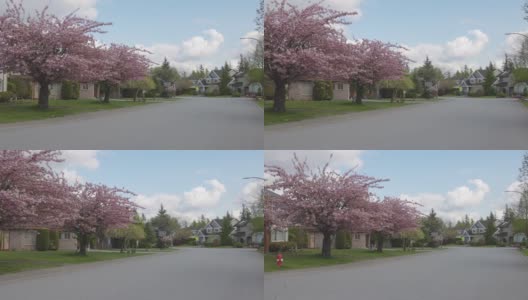 樱花在城市的一个住宅郊区社区高清在线视频素材下载