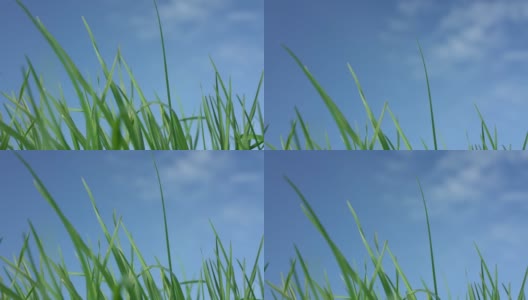 绿色的当地村庄花园的草叶子在夏风中摇曳高清在线视频素材下载