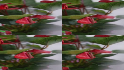 垂直视频。花盆里美丽的红色红掌花。花店高清在线视频素材下载