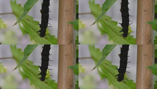 一只孔雀蝴蝶毛虫破茧而出高清在线视频素材下载