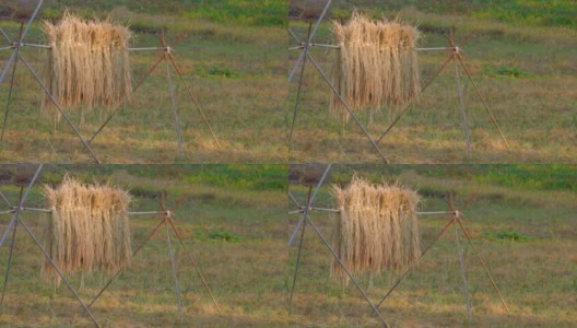 在收获的稻田里自然晾干的稻穗高清在线视频素材下载