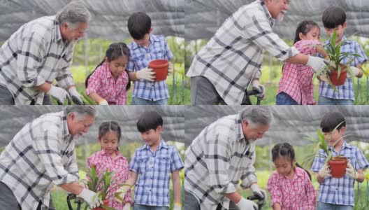 70岁的亚洲祖父与孙女和孙子教种花，教孩子可持续发展的概念。高清在线视频素材下载
