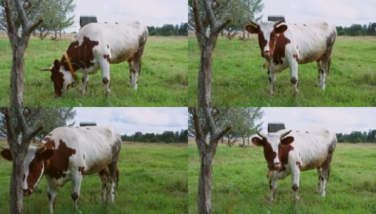 村里的牛在田里吃草。高清在线视频素材下载