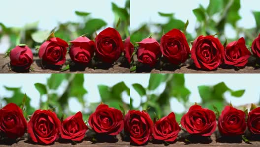 多莉拍摄的红玫瑰是美丽的花为爱的意义，在情人节，可用于家庭装饰，复制空间。高清在线视频素材下载