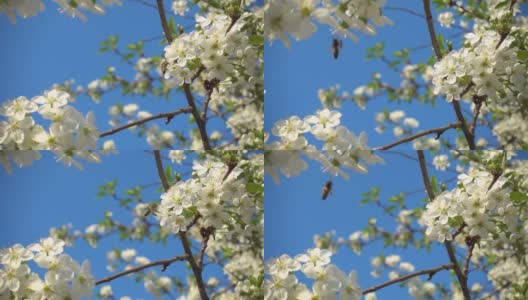 慢镜头，蜜蜂飞近白色盛开的樱花。高清在线视频素材下载