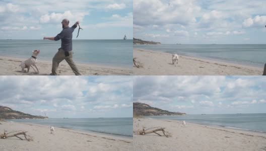 一个年轻人在海滩上和他的狗玩耍高清在线视频素材下载