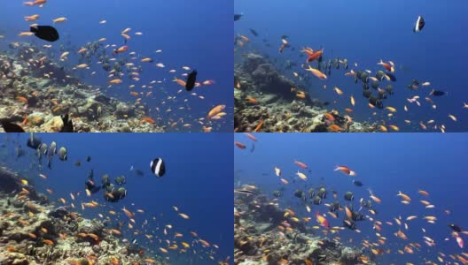 鱼群水下海洋和海洋的天然水族馆。高清在线视频素材下载