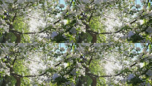 阳光穿过开花的苹果树枝高清在线视频素材下载