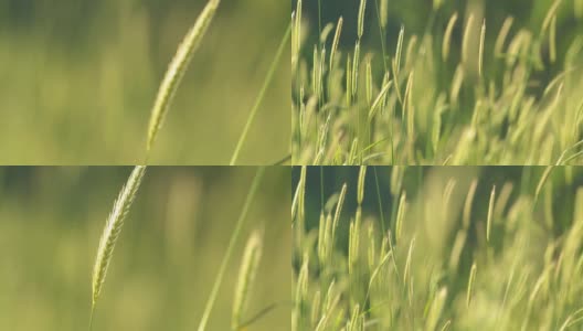模糊的草地与绿色的田野和山的背景，HDR拍摄高清在线视频素材下载