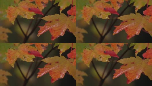 雨后，水滴落在充满生气的红色秋叶上高清在线视频素材下载