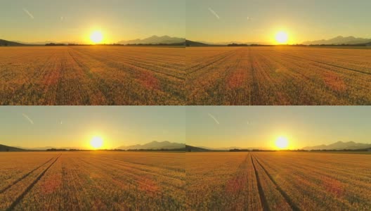 在金色的日出下，田园诗般的小麦种植着一望无际的农田高清在线视频素材下载