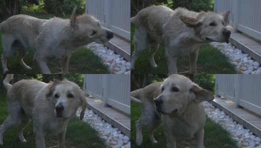 金毛猎犬在玩水高清在线视频素材下载