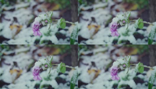 鲜花在强风和大雪中的特写高清在线视频素材下载