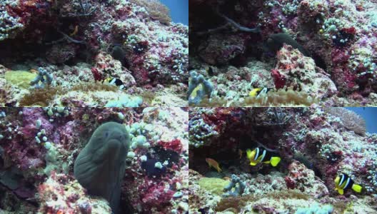 海鳗、海葵和小丑鱼在海底。高清在线视频素材下载