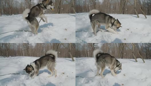 雪橇狗在雪地上玩耍高清在线视频素材下载