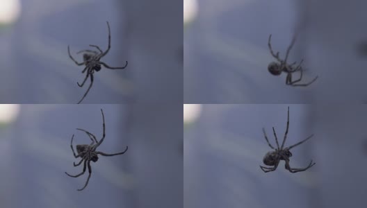 特写蜘蛛织网，危险可怕的昆虫，蜘蛛恐惧症，荒野高清在线视频素材下载