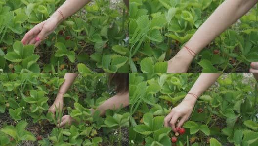 在农场收集新鲜草莓的高清-慢镜头高清在线视频素材下载