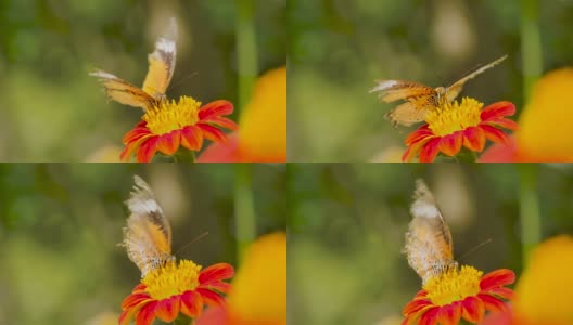 帝王蝶，慢镜头高清在线视频素材下载