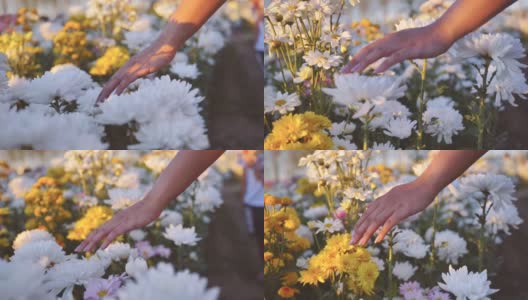 女性手触彩色花朵绽放的慢镜头高清在线视频素材下载