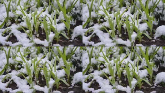 绿油油的草地上覆盖着一层雪，在春季降雪期间特写。高清在线视频素材下载