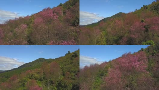 从空中拍摄越南岘港市的琅边山，樱花盛开高清在线视频素材下载